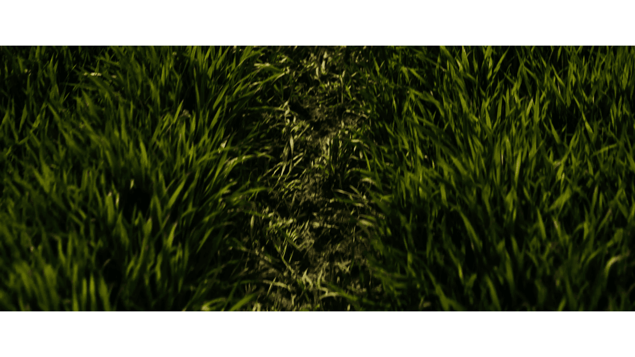 Postrekovanie pšenice a sóje