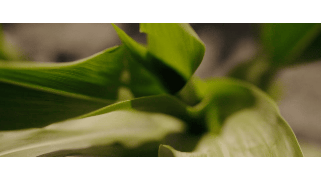 Plečkovanie kukurice